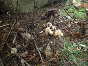 地面から顔を出したシャクジョウソウの蕾