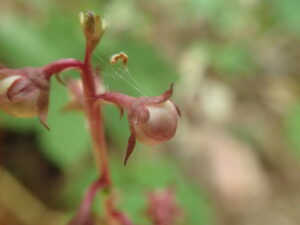 ヒトツバイチヤクソウの薄紅色の蕾