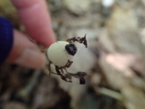 ギンリョウソウの白い果実