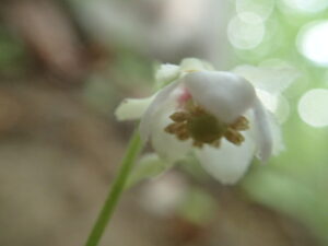 ウメガサソウの下向きの花