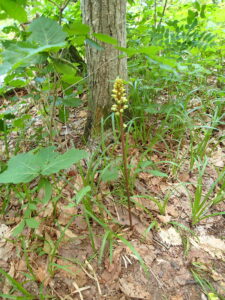 オニノヤガラ黄色い花