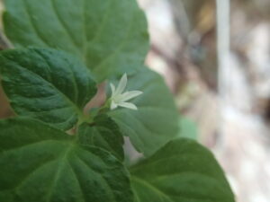 タニギキョウの白い花