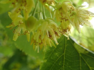 オオバボダイジュの白い花の集まり