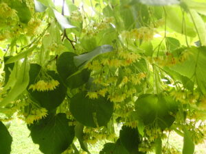 オオバボダイジュの白い花の集まり