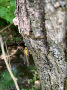 木にとまるトンボ