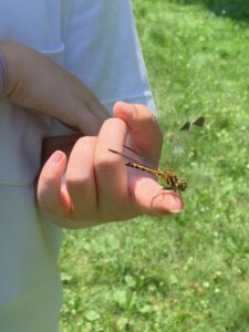 指の上に乗るトンボ