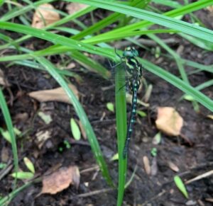 サラサヤンマのオス