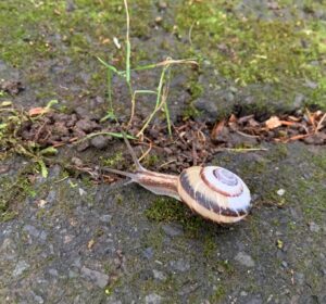 黒い渦巻き模様のカタツムリ