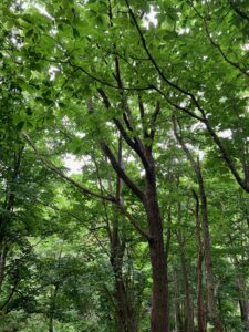森の樹々の緑の茂った様子