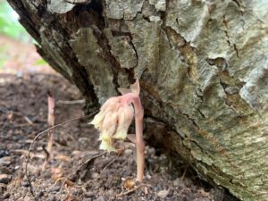 地面から出てきたシャクジョウソウの花