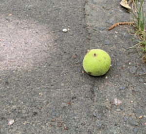 緑色の丸い果実