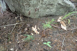 シャクジョウソウの蕾