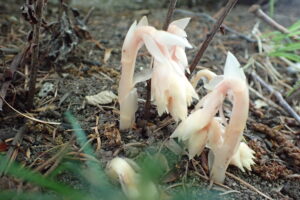 シャクジョウソウの蕾