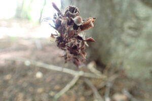 シャクジョウソウの立ち枯れた果実