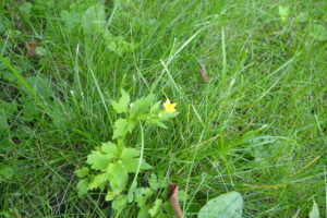 黄色いキツネノボタンの花