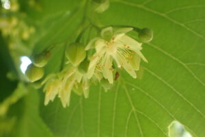 オオバボダイジュの花