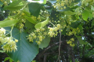 オオバボダイジュの花