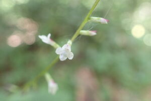 白いハエドクソウの花