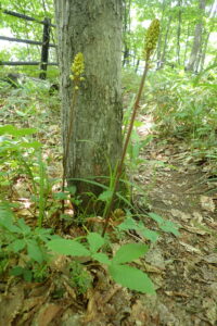 オニノヤガラの黄色い花