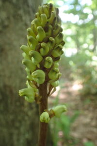 オニノヤガラの黄色い花