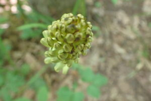 オニノヤガラの黄色い花