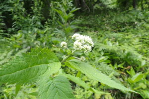 ヨツバヒヨドリの蕾