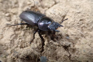 クワガタのメス