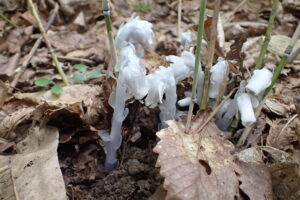 半透明のギンリョウソウ