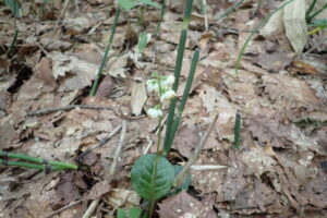 白い花と緑色の葉の付いたイチヤクソウ