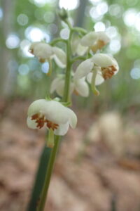 白い花と緑色の葉の付いたイチヤクソウ