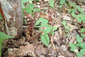 ヒトツバイチヤクソウの桃色の花