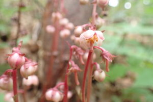 ヒトツバイチヤクソウの桃色の花