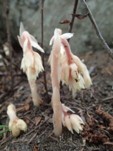 シャクジョウソウのうつむいた肉色の姿