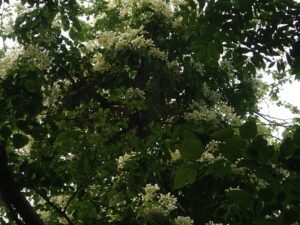 イワガラミの飾り花