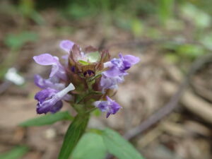 ウツボグサの紫色の花
