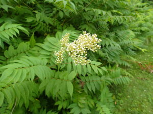 ホザキナナカマドの丸い蕾の集まり