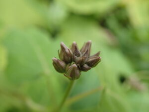 淡い桃色のガガイモの蕾