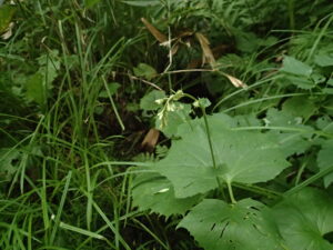 ミミコウモリの白い蕾