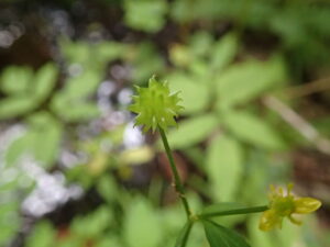 キツネノボタンの果実