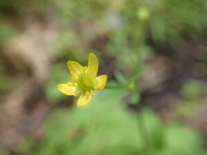 黄色の小さな花