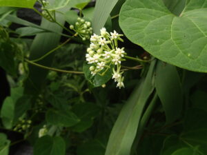 イケマの白い花の集まり