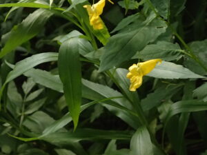 キツリフネの黄色い花