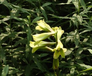 淡い緑色のオオウバユリ