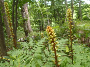 黄色いオニノヤガラの花