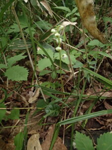 白い下向きの花を付けたイチヤクソウ