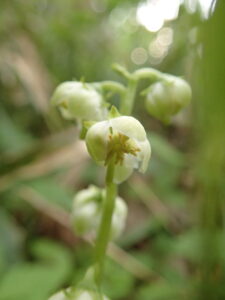 白い下向きの花を付けたイチヤクソウ