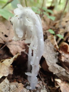 白いギンリョウソウ