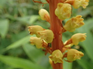 黄色いオニノヤガラの花のアップ