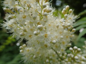 ホザキナナカマドのフワフワの白い花
