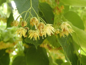 オオバボダイジュの白っぽい花